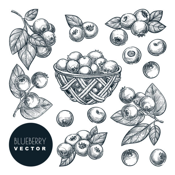 ilustrações, clipart, desenhos animados e ícones de ilustração do vetor do esboço do blueberry. colheita do whortleberry do pântano na cesta de madeira. elementos desenhados mão do projeto da agricultura - vacínio