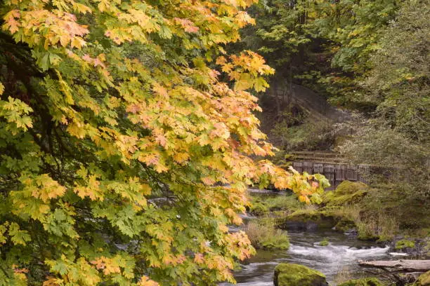 Photo of Beautiful Idyllic Lush Autumn Foliage Along The Deschutes River At Tumwater Falls Park
