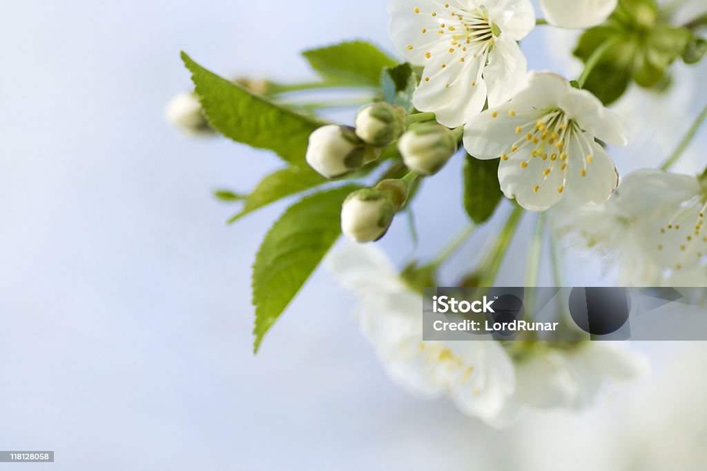 Cherry blossom - Foto de stock de Beleza royalty-free