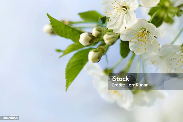 Foto de Cherry Blossom e mais fotos de stock de Beleza - Beleza, Beleza natural - Natureza, Botão - Estágio de flora