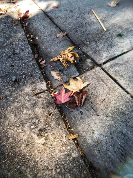 istock Maple leaves fallen on concrete sidewalk 1181281051