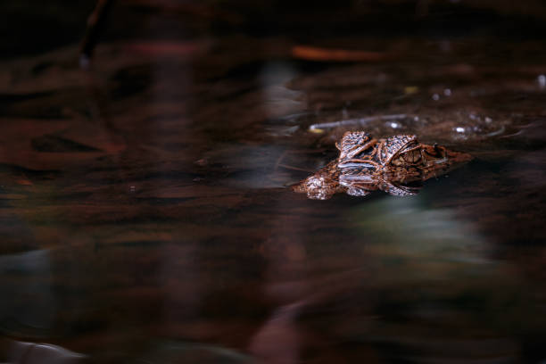 istock Caiman in Costa Rica 1181281540