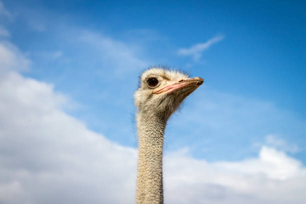 African ostrich in close-up stock photo