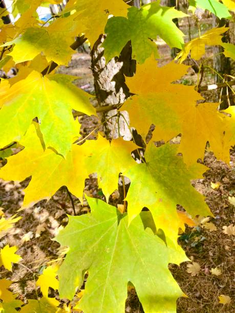 istock Multicolored leaves in the autumn forest. 1181284277