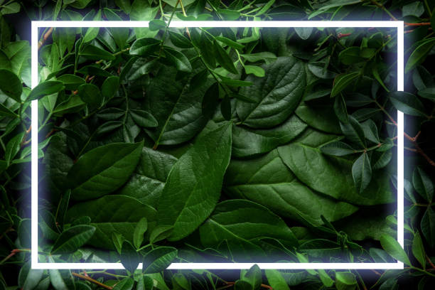 istock Creative layout made of leaves and branches with neon frame. Minimal nature concept. Flat lay. 1181285449