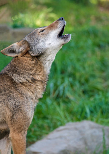 wilk wyje - red wolf zdjęcia i obrazy z banku zdjęć