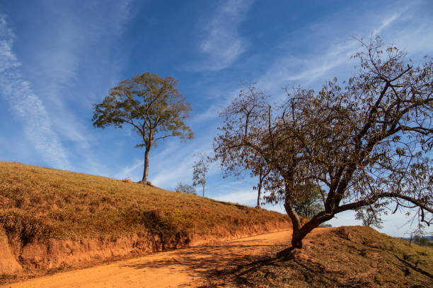 Dirt road and trees