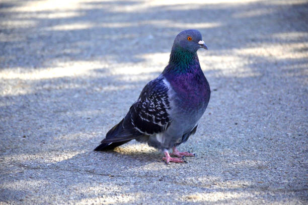 istock dove walks in a city park 1181287865