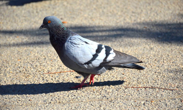 istock dove walks in a city park 1181287866