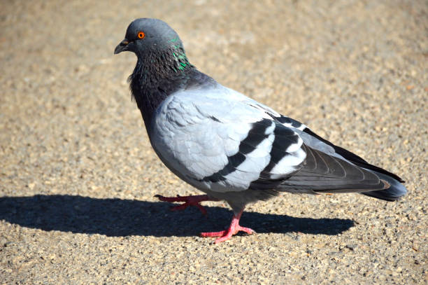 istock dove walks in a city park 1181287870