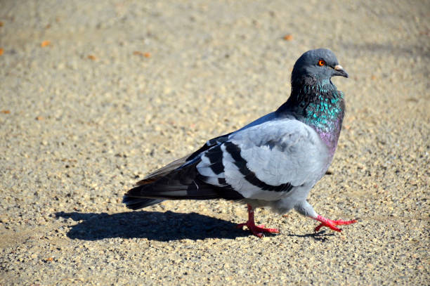 istock dove walks in a city park 1181287878