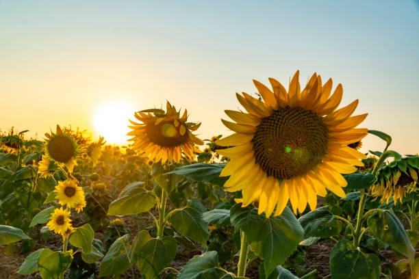 istock Summer and spring concept; Sunflowers in sunset. 1181290569