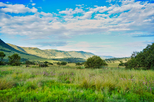 Shot of great African savanna grassland and hills and blue skies