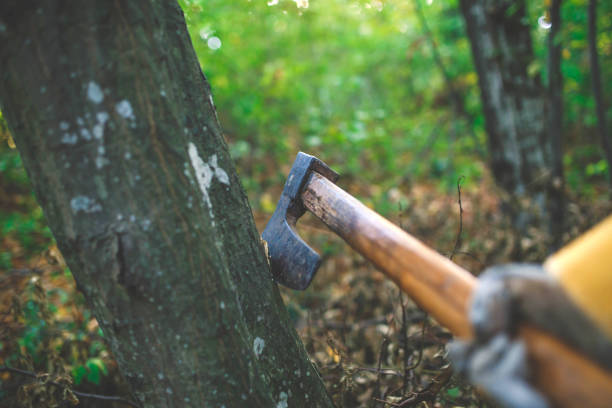 istock Chopping Wood in the Forest 1181294251