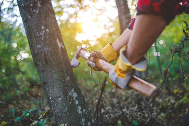 Chopping Wood in the Forest
