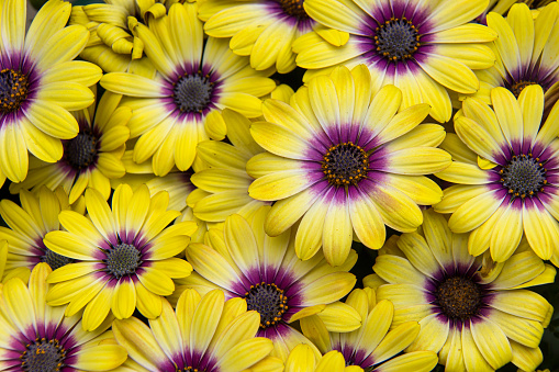 Yellow African daisy, or osteospermum, in full bloom, a perfect flower for any garden