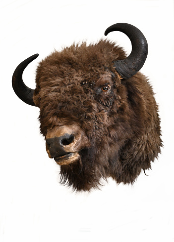 European bison head trophy animal theme