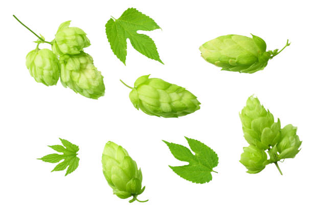 istock Green hops with green leaves isolated on a white background. top view 1181296545