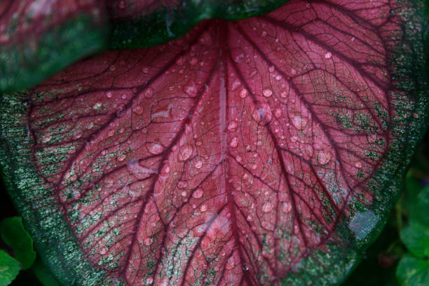 zielony i różowy coleus z bliska z kroplami deszczu - flame dew close up macro zdjęcia i obrazy z banku zdjęć