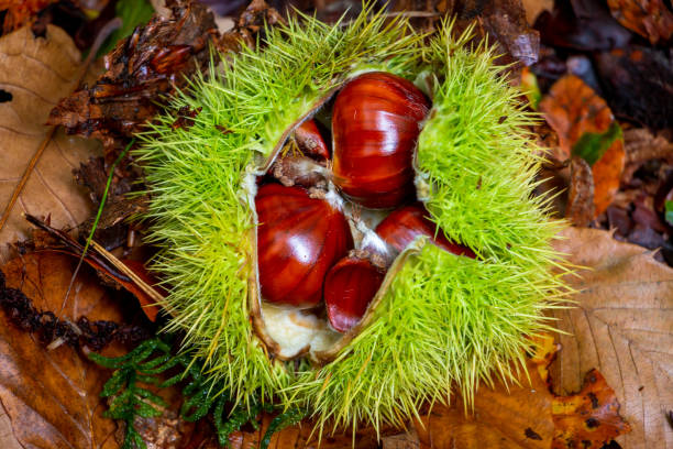 istock Beautiful brown chestnut in its green prickley shell 1181299564