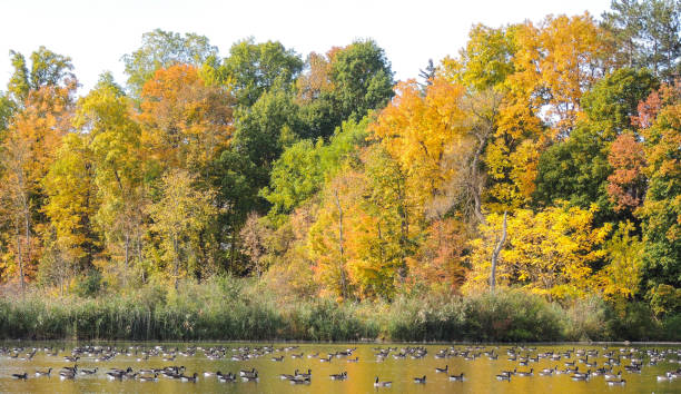 istock Fall colors and Canadian geese 1181300324