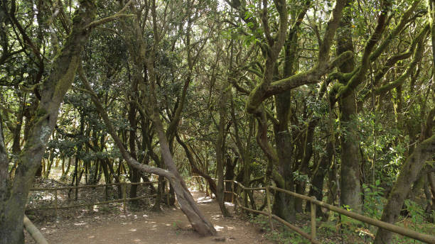 istock Garajonay National Park 1181301561