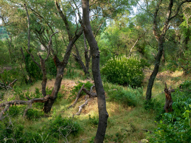 istock Twisted Tree trunks Riparian Forest landscape scene 1181303409