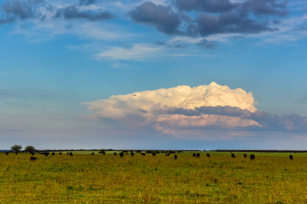 istock Cow in its inhabit 1181305305