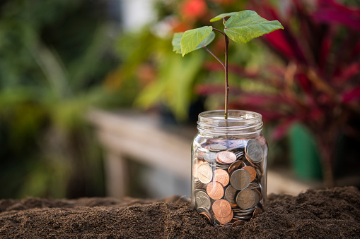 This is a photograph of green leaves coming out of the mdiddle of a coin jar sitting in the dirt to symbolize growth in savings and retirement.