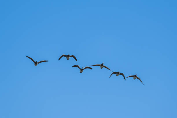 Greylag gooses flying in Iceland