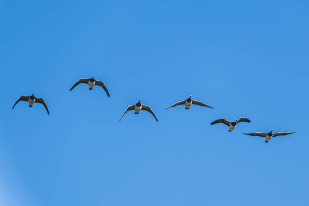 istock Greylag gooses flying in Iceland 1181306312