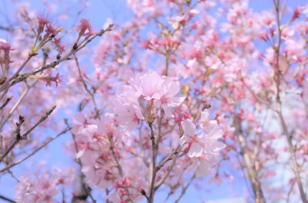 Beautiful pink cherry blossoms in  Japanese spring stock photo