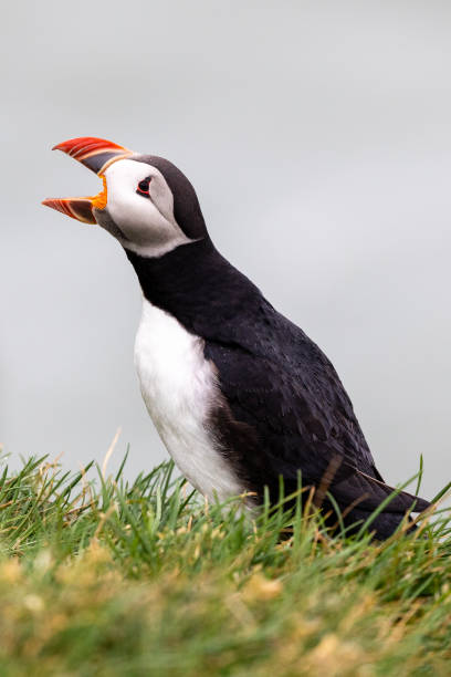 istock Atlantic Puffins in Iceland 1181306322