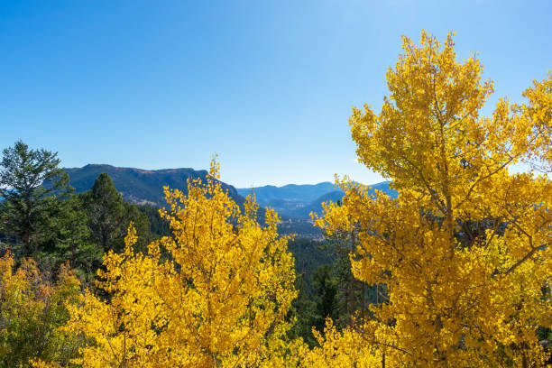 Aspen trees at peak color at Rocky Mountain National Park