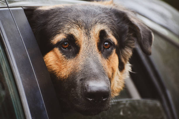 istock Dog Waiting for its Owner 1181308292