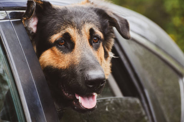 istock Dog Waiting for its Owner 1181308325