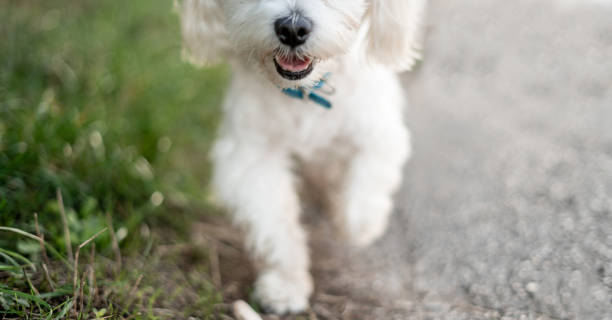 istock Cute little poodle walking in park 1181310032