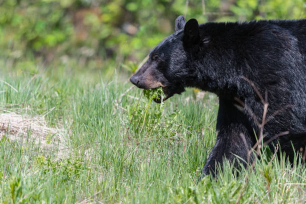 istock Black bear eating dandelion 1181312117