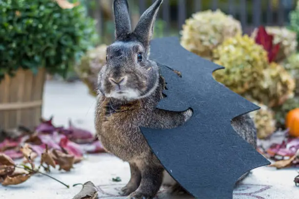 Small gray and white rabbit with attempted bat costume for Halloween surrounded by colorful fall leaves, pumpkins and mums, fall scene