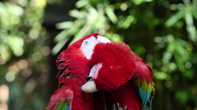 A pair of red and blue macaw parrots, kissing and cleaning feathers for each other, 4k footage, slow motion.
