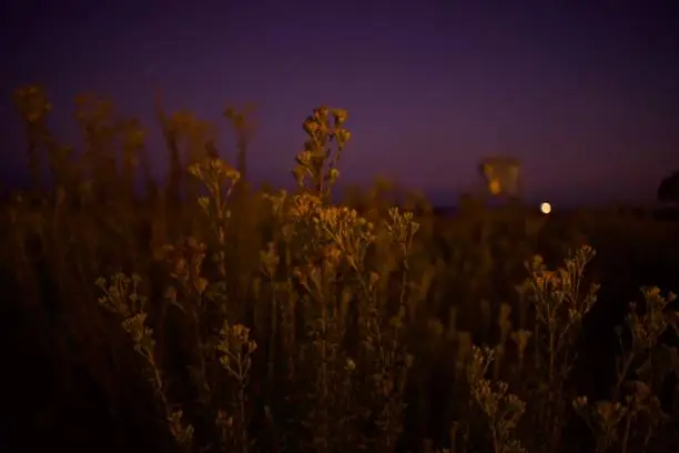 Bushes at the beach