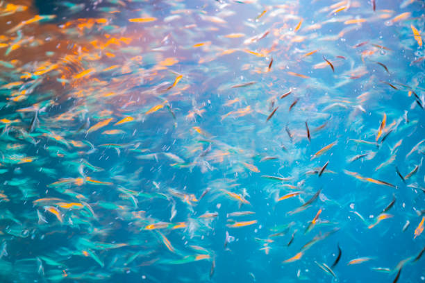 tiefblau auf demwasser, beleuchtet von licht, das über den kleinen farbigen fischen in abstrakter langzeitbelichtung leuchtet - uncoordinated stock-fotos und bilder