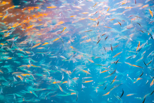 azul profundo sobre el agua iluminado por la luz que brilla por encima de las escuelas de pequeños peces de color en exposición larga abstracta - uncoordinated fotografías e imágenes de stock