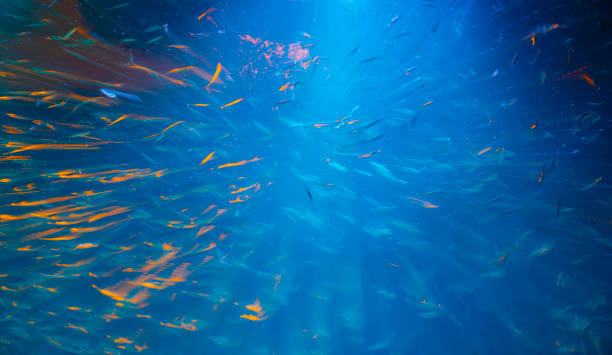 deep blue on water illuminated by light shining above attracting schools of small colored fish in abstract long exposure - uncoordinated imagens e fotografias de stock