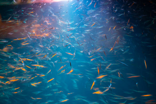 azul profundo sobre el agua iluminado por la luz que brilla por encima de las escuelas de pequeños peces de color en exposición larga abstracta - uncoordinated fotografías e imágenes de stock