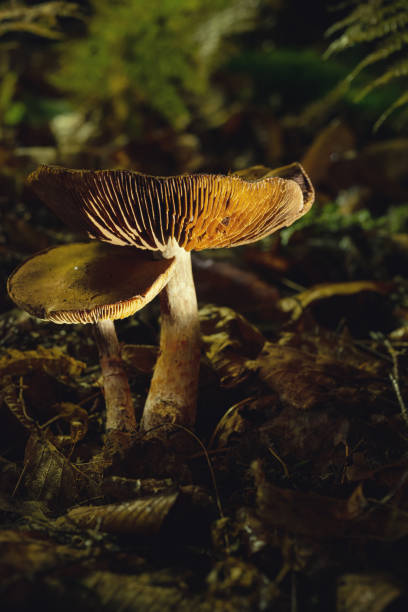 Mushrooms grow from the forest floor in Autumn.  Long exposure.