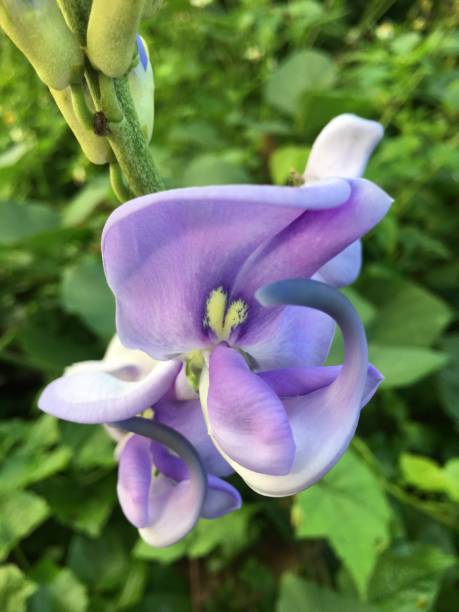 istock Purple flowers on the roadside 1181323212