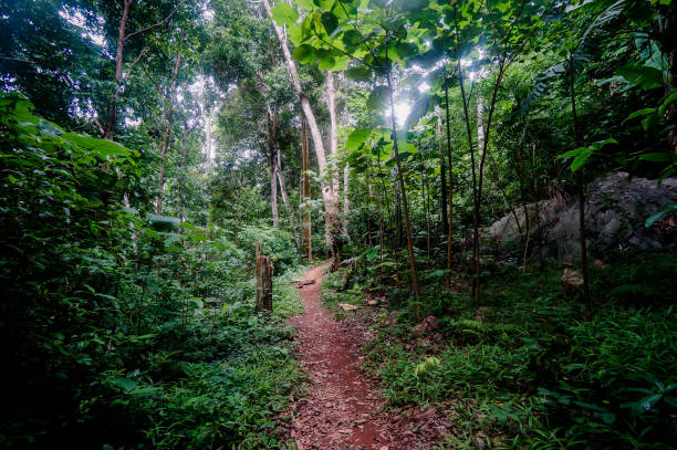 istock Trail through tall trees in a lush forest The cliff is a rocky layer with soil Adventurous trekking trail ravine forest landscape sunny summer day Ramkhamhaeng National Park, Sukothai, Thailand, 1181324617