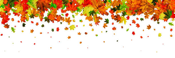 istock Autumn leaves isolated. November falling pattern background. Sea 1181326276