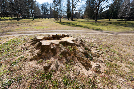 Old tree stump in a naturally landscaped park.